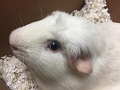 Jess_Pigknight (1)